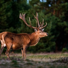 item_1101784_pic_1_orig